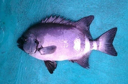 イシダイ 魚 オス