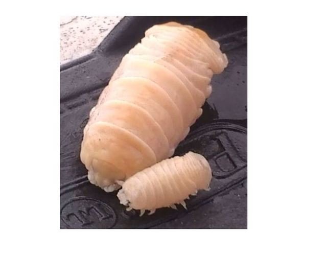 タイノエ　マダイ