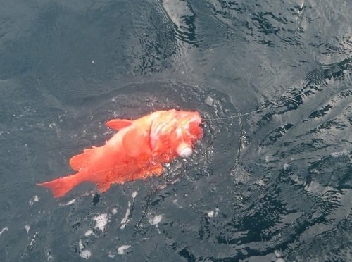 アコウダイ 海 釣り糸 写真