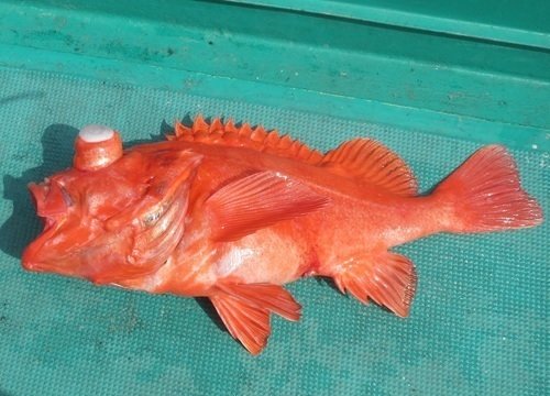 アコウダイ 釣り船 写真