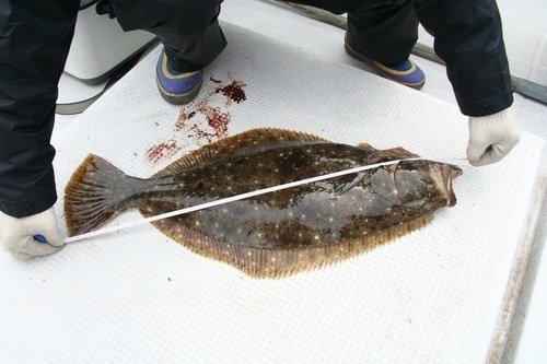 ヒラメ メジャー 釣り人 写真