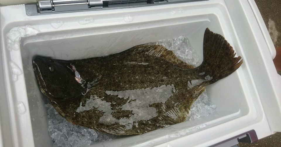 ヒラメ クーラーボックス 写真