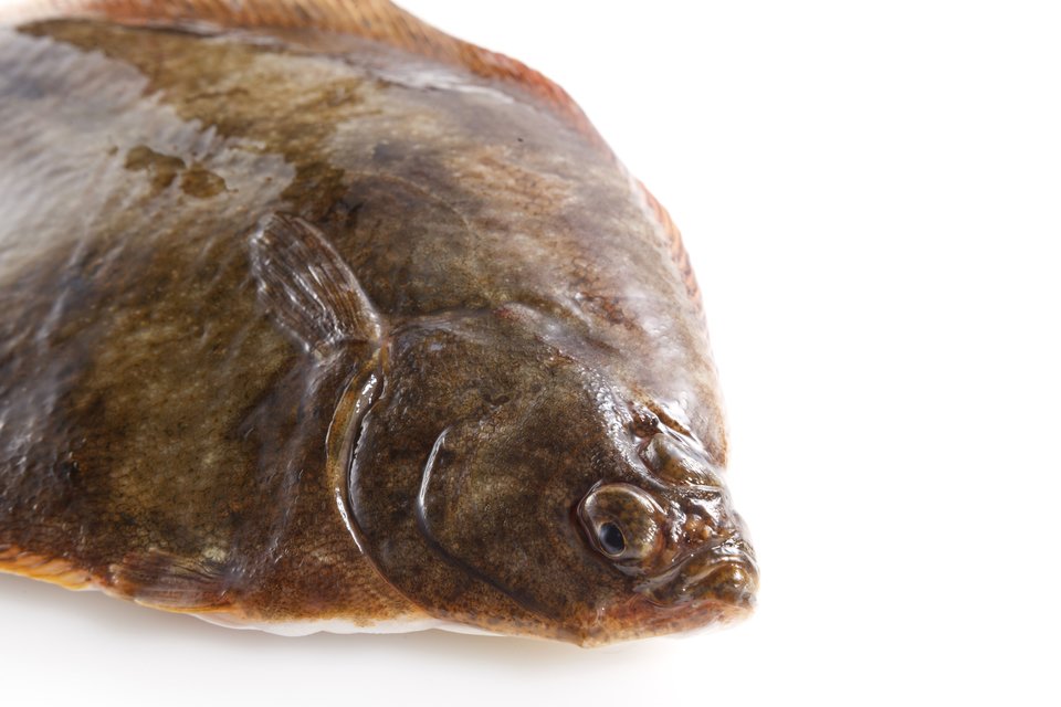 ヒラメの謎に迫る ヒラメってカレイとどう違う その見分け方から驚くべき生態の変化 釣法まで 奥深いヒラメ の全容をじっくりと解き明かします 釣りまとめアンテナ