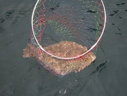 ヒラメ 網 海 写真