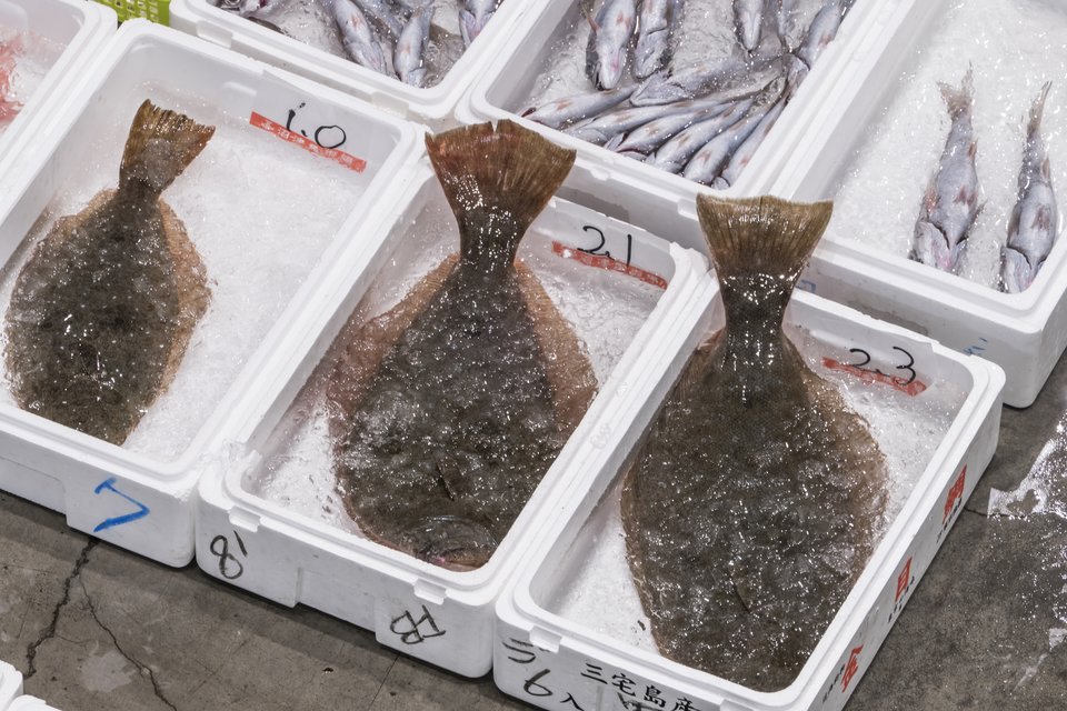 ヒラメ 市場 写真