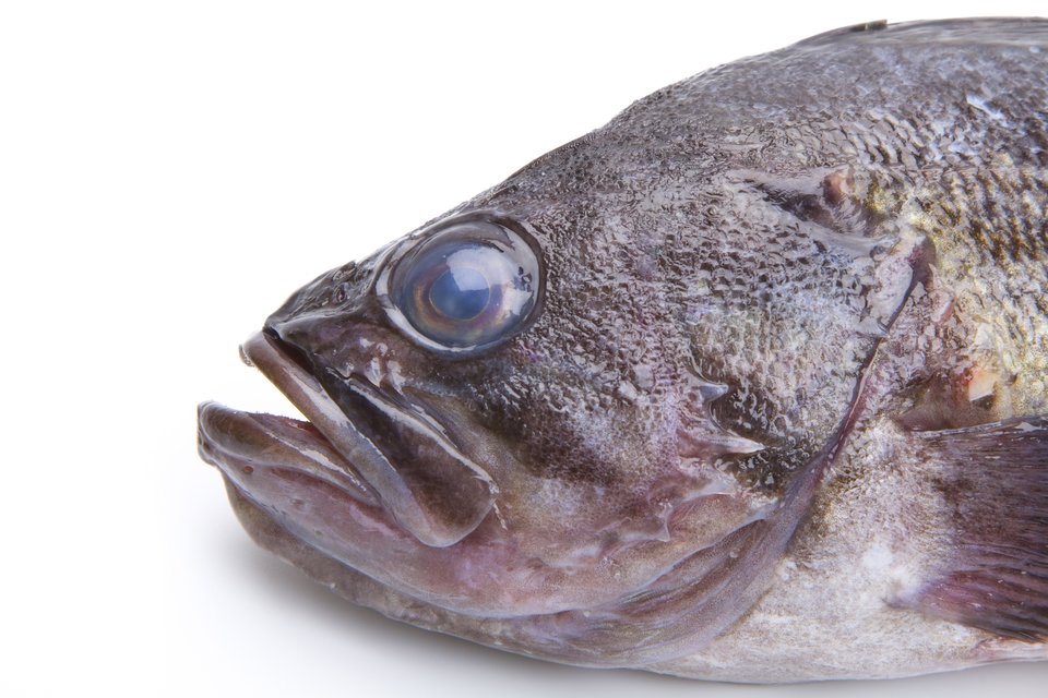 メバル　顔　写真