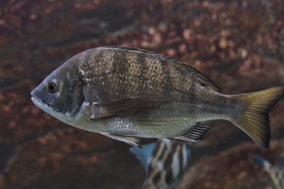 クロダイ 水中 写真