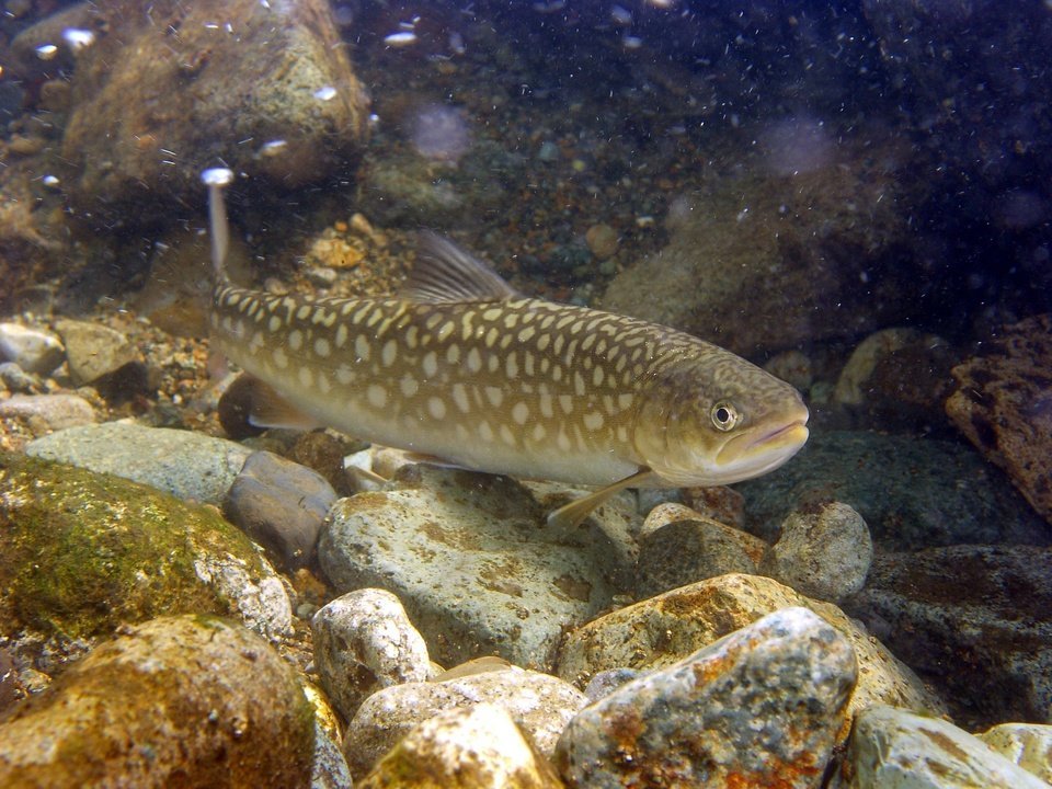 魚　アメマス　写真