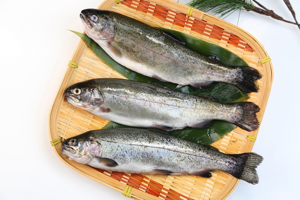 ニジマス　たけかご　葉　写真