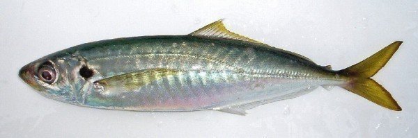 マルアジ　写真