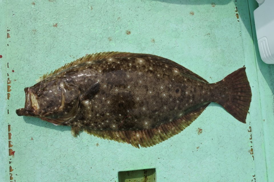 ヒラメ 船上 写真