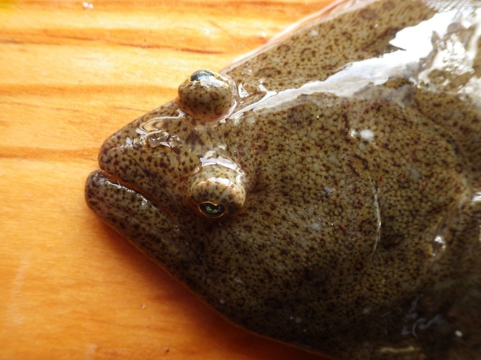 ヒラメ　顔　写真