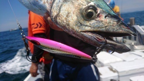 サワラ　ジグ　釣り人　海　写真