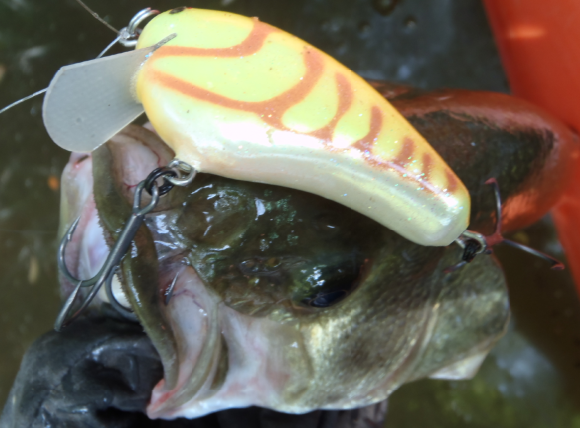 バス ルアー 写真