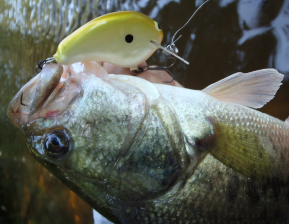 バス ルアー 写真