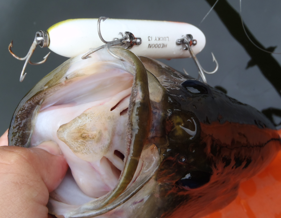 バス　ルアー　写真