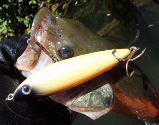 バス　ルアー　写真