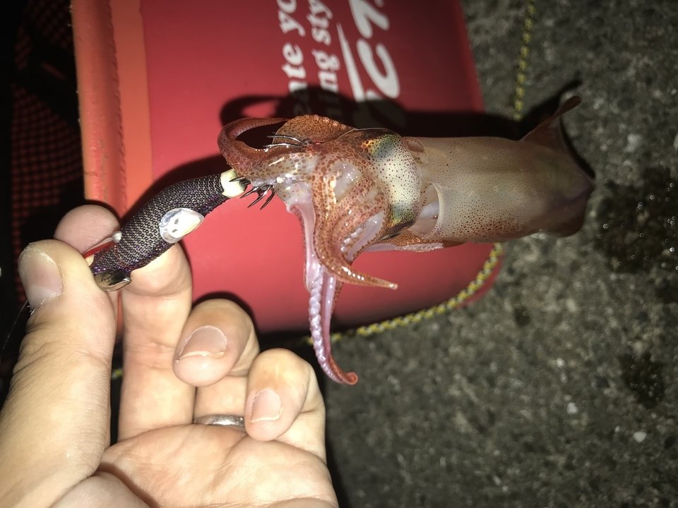 イカ 写真