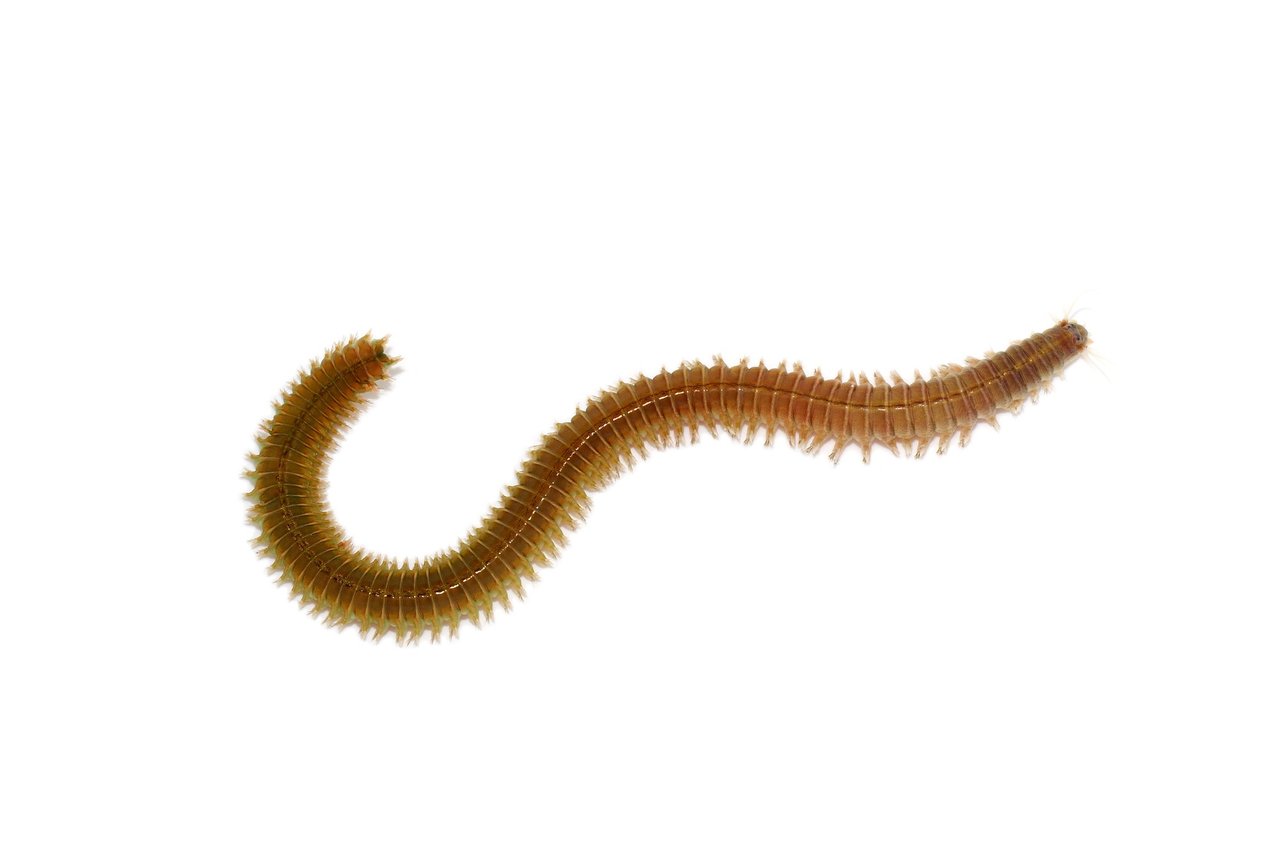 アオイソメの写真