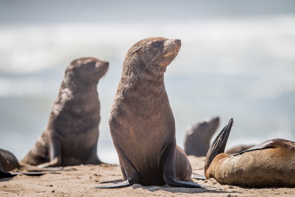 アザラシ 群れ 写真
