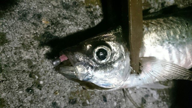 アジ　アジング　ジャンボアジ