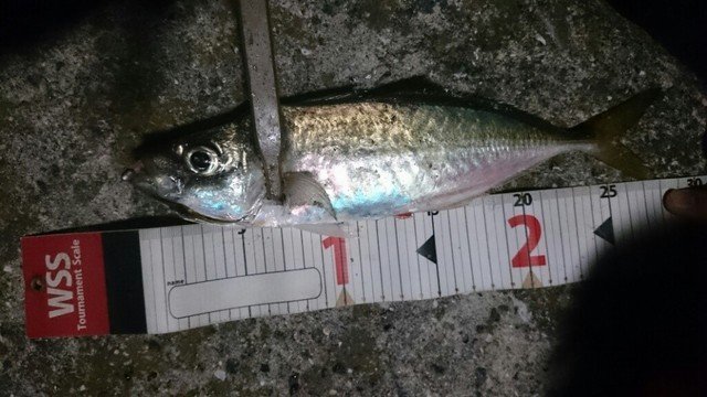 アジ　アジング　ジャンボアジ