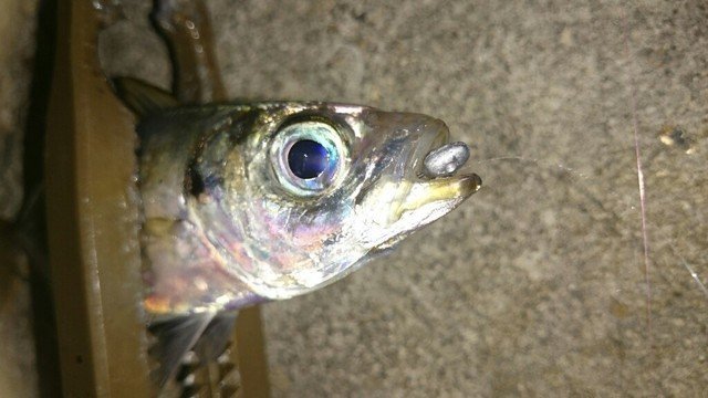 アジ　アジング　