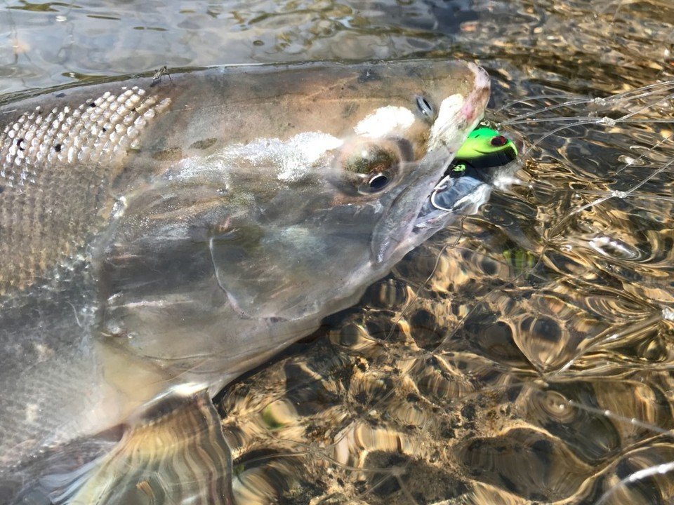 サクラマス 写真