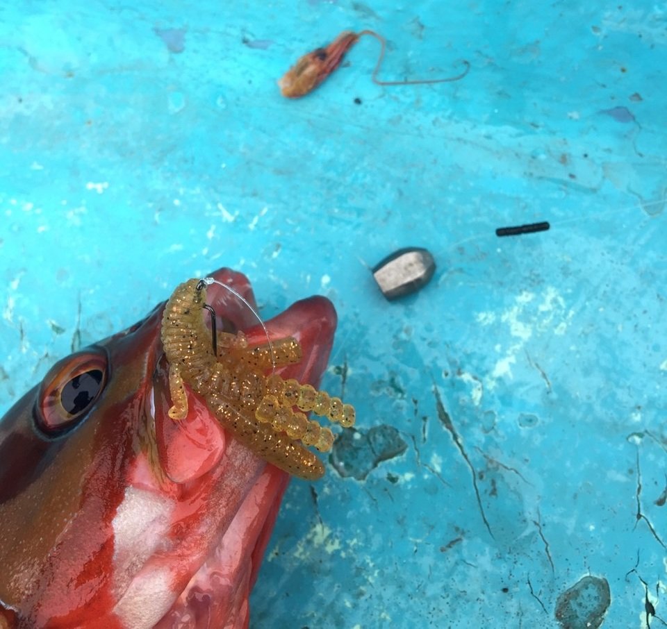 カサゴ　テキサスリグ　写真