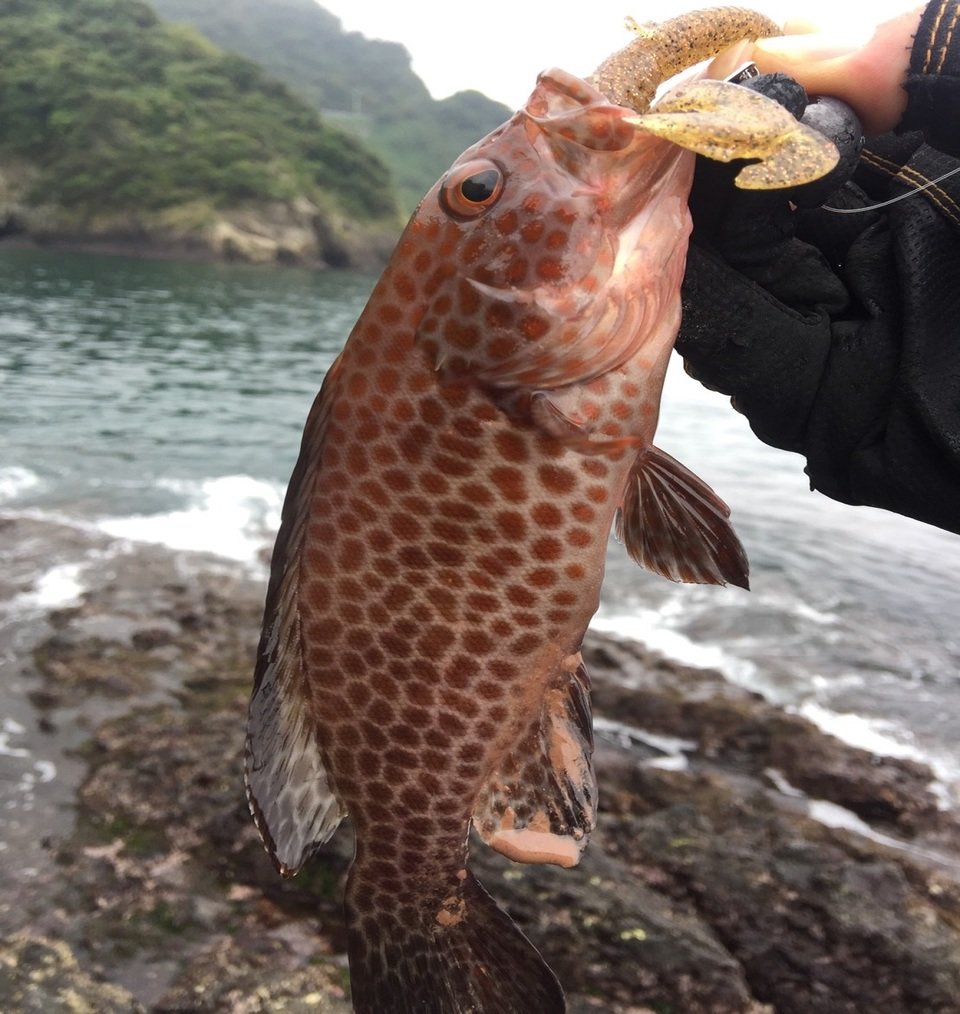 魚　ルアー　写真