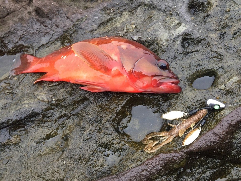 カサゴ　ルアー　写真