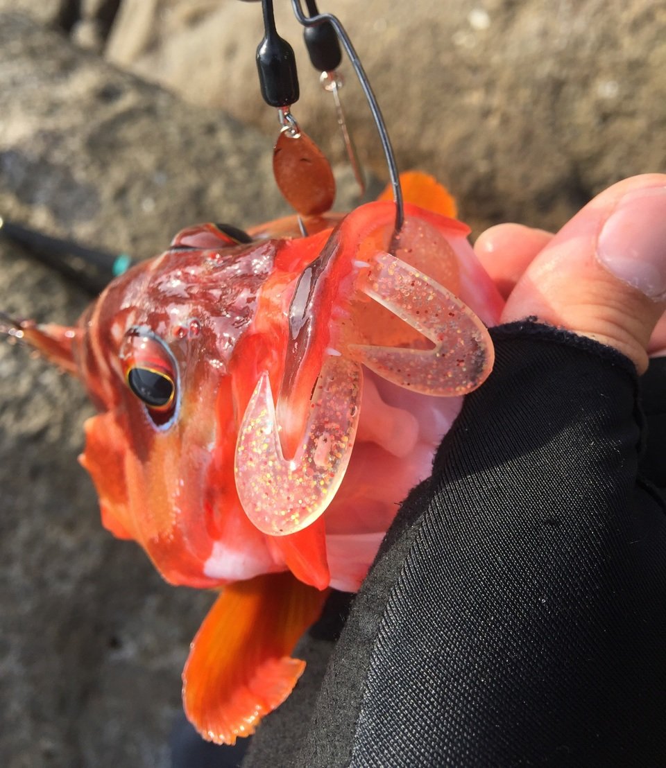 カサゴ　ルアー　写真