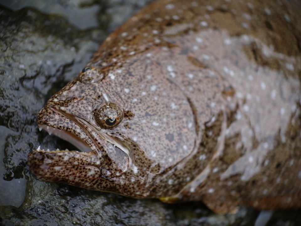 ヒラメ　顔　写真