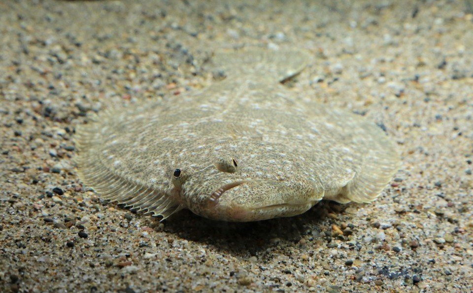 ヒラメ　海底　写真