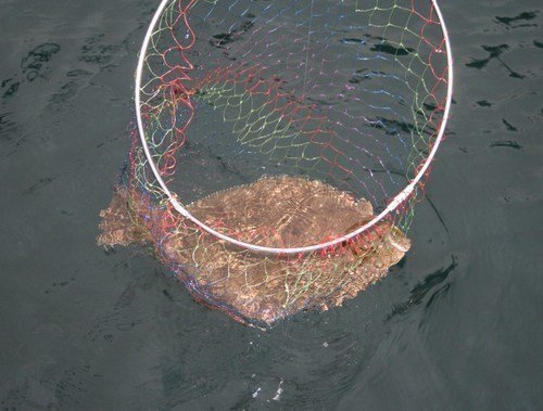 タモ ヒラメ 海水 写真