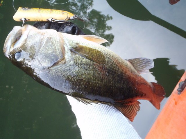 バス　ルアー　フック