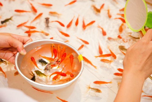 金魚すくい　ポイ　手　写真