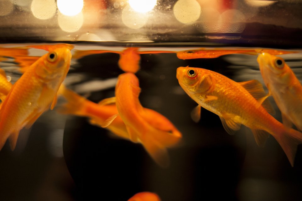金魚 写真