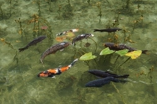 鯉　池　植物　写真