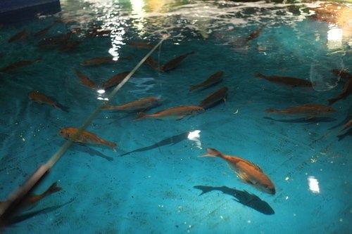 釣り堀　釣り竿　魚　写真