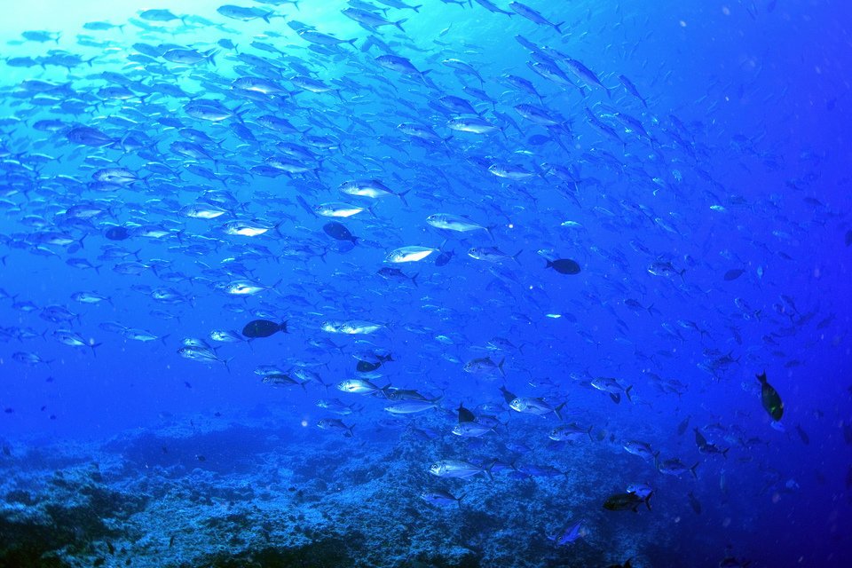 アジ　群れ　写真