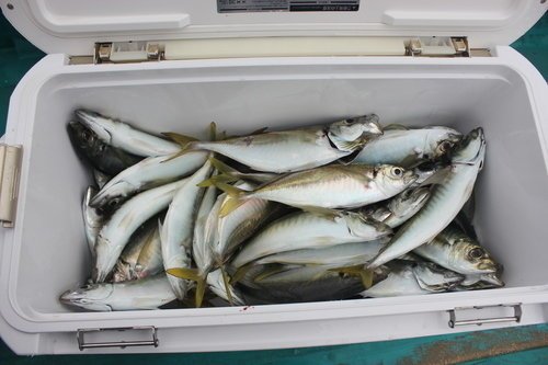 アジ　クーラーボックス　写真