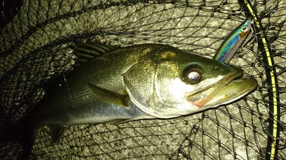 シーバス　写真