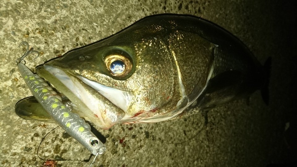 シーバス　写真