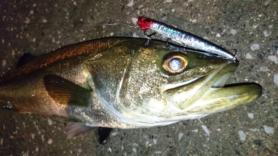 シーバス　写真