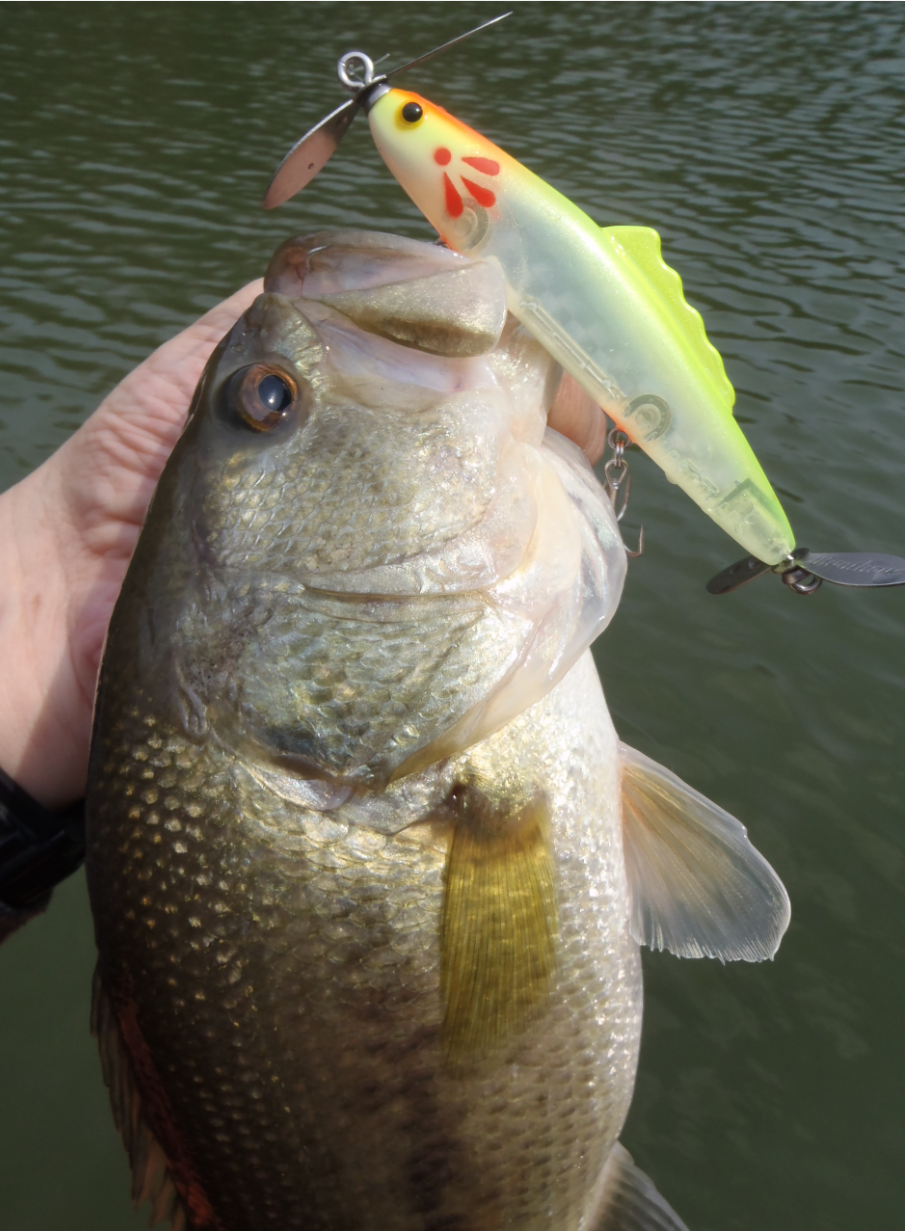バス　ルアー　写真