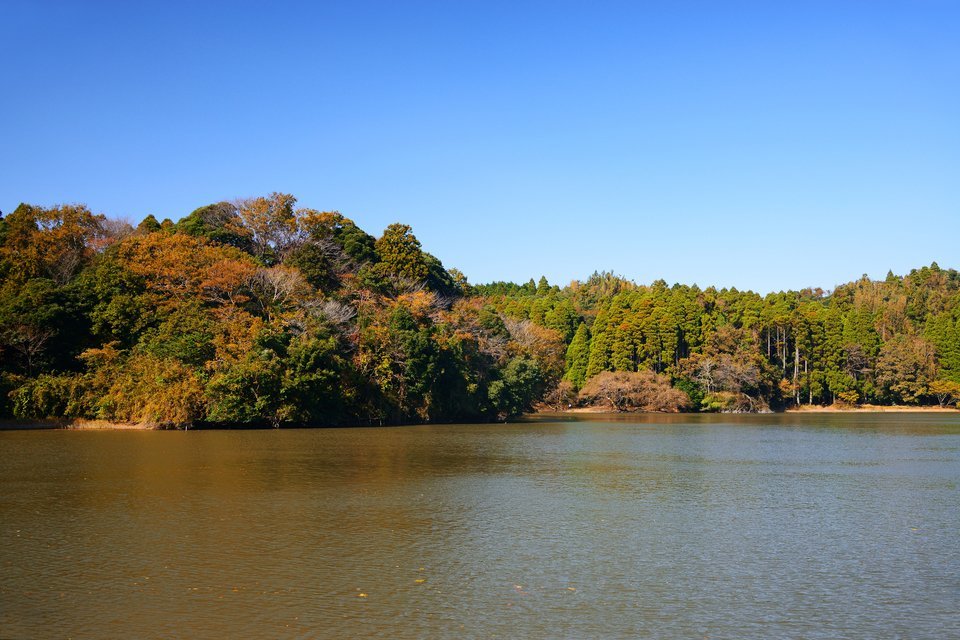 秋の池の写真