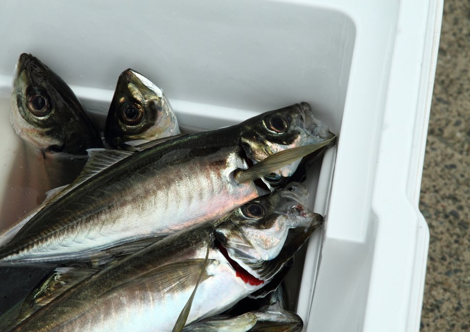 アジ　クーラーボックス　写真