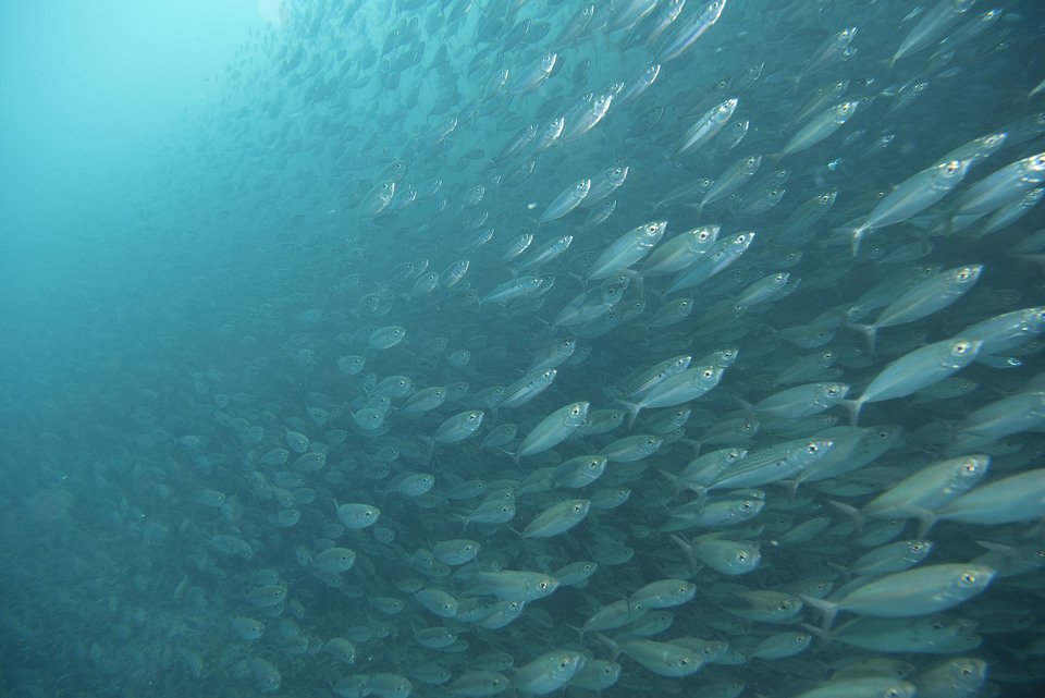 アジ　群れ　写真