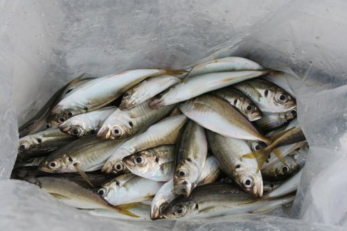 アジ　クーラーボックス　写真